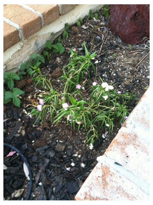 Vincas are dying, HELP!