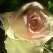 Marie-j Van Gils's photo
