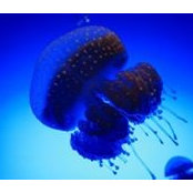 Will Cobbetts foto