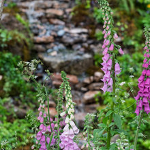 Garden Tour: A Magical Rainforest Haven Filled With Lush Planting