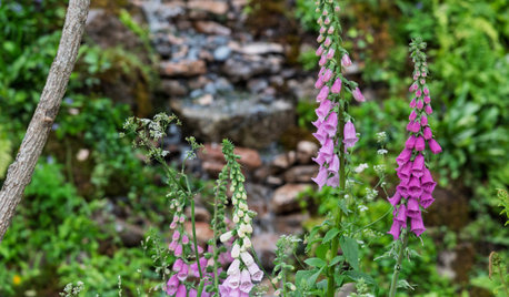 Garden Tour: A Magical Rainforest Haven Filled With Lush Planting