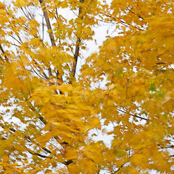 Fall Wind 2 - Artwork