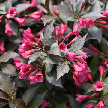 Spilled Wine® Weigela
