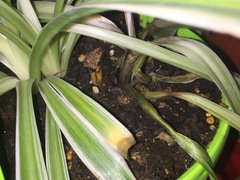 What did I do wrong...spider plant dying after 1 month | Houzz Forum
