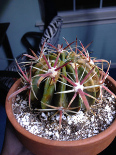 White fuzz on Cactus, plus brown spots? | Houzz Forum