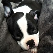 Tamara Williams-Johnson's photo