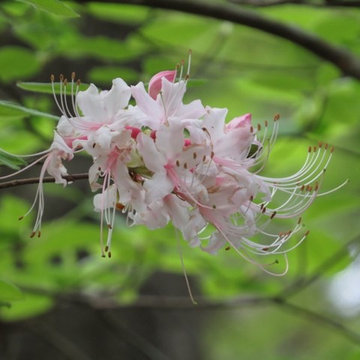 Wild Azalea