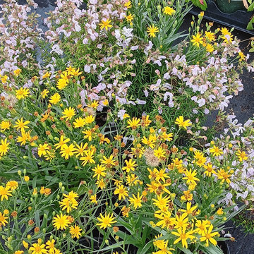 Retail Nursery
