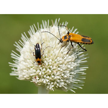 Great Design Plant: Rattlesnake Master