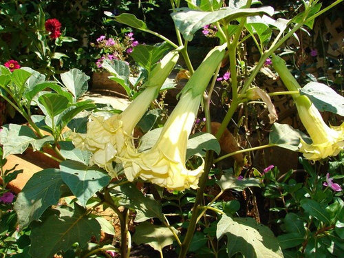 New Crop! Triple Blooms Yellow Datura 10 - Seeds Double VERY BEAUTIFUL