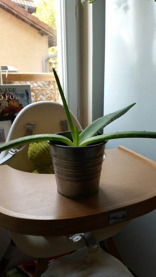 Aloe Vera plant drooping