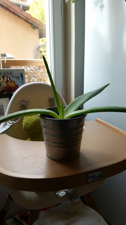 Aloe Vera Plant Drooping