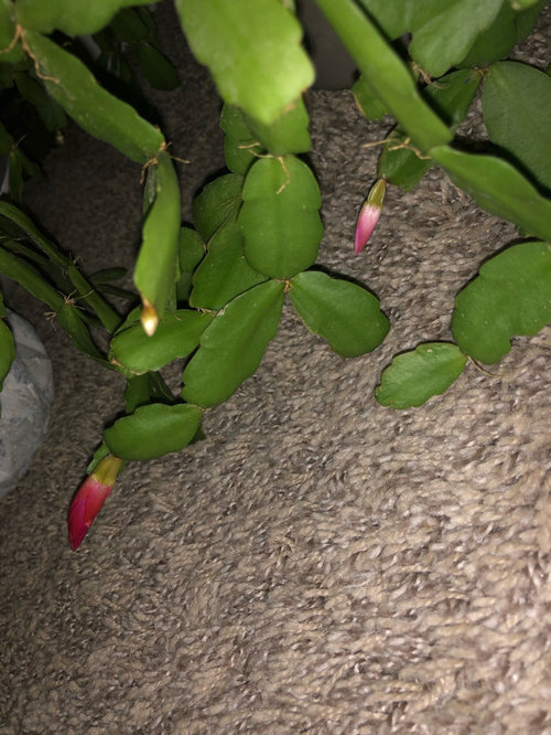 U Pick Any 2 Christmas Cactus//Schlumbergera Plants 115  Varieties to Choose From