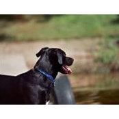 Jessop Krocak's photo