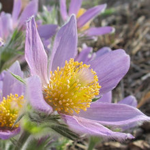 Native Plants
