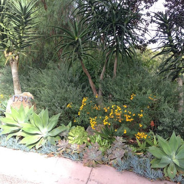 SUCCULENTS
