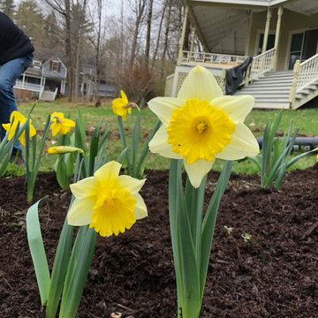 Narcissus