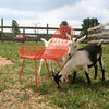 Bend Goods Farm House Chair, Orange