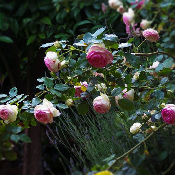 Pierre de Ronsard/Edn Rose/Meiviolin