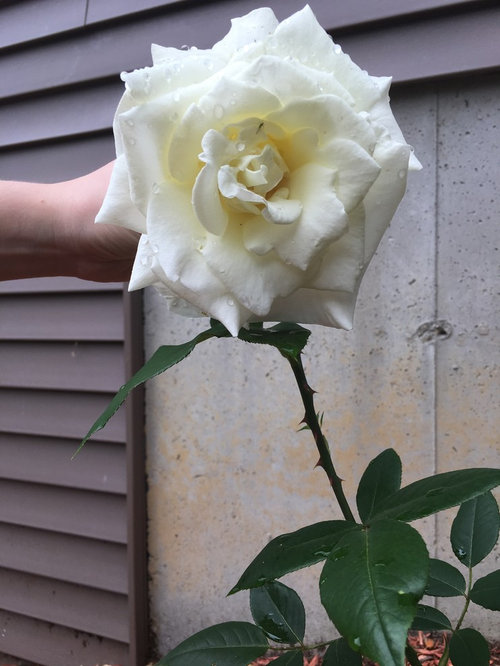 Get J f kennedy rose HD