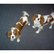 Tammy Cody's photo