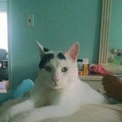 Sharon Geffen's photo