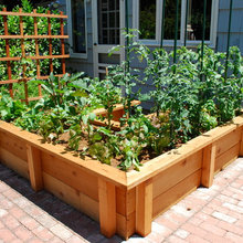 Vegetable Garden