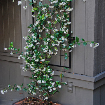 Tiny Townhome Garden