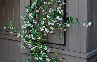 Simple Pleasures: Scent and Memory