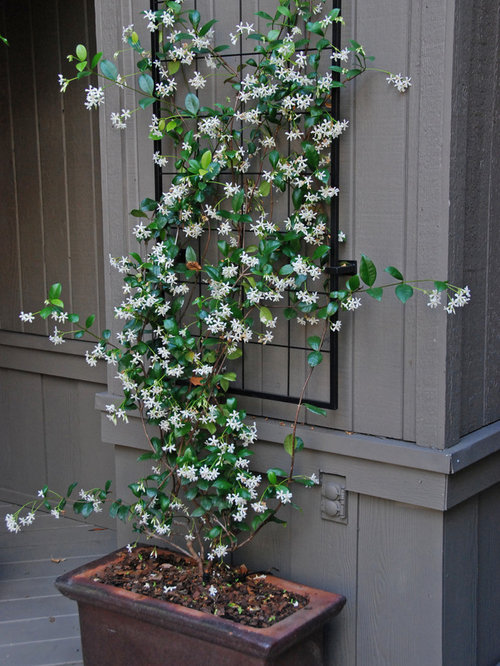 Jasmine Vine Houzz