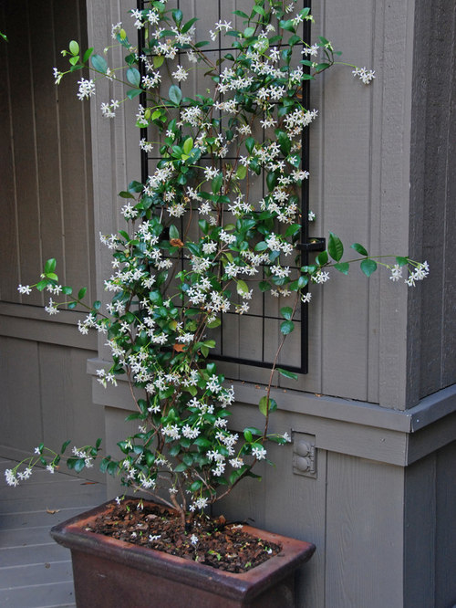 Star Jasmine Hedge Houzz