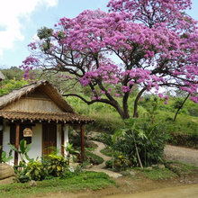 Landscape and trees