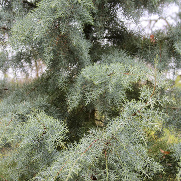 PLANT ASSOCIATIONS: Trees and Shrubs