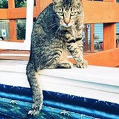 Lisa Lemos's photo