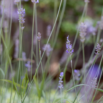 Sensory Garden, Cupertino