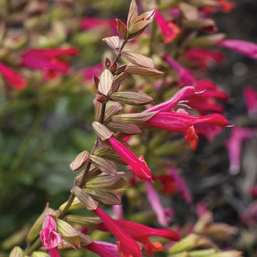 ‘Ember’s Wish’ Salvia
