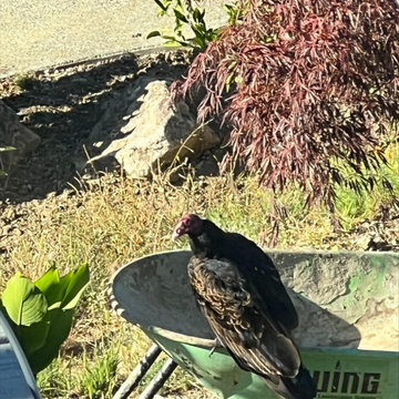 Bird Starbucks - A Vulture Stopped By