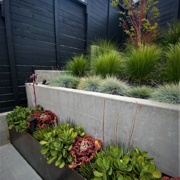 Modern Plantings -  Oakland Hills CA