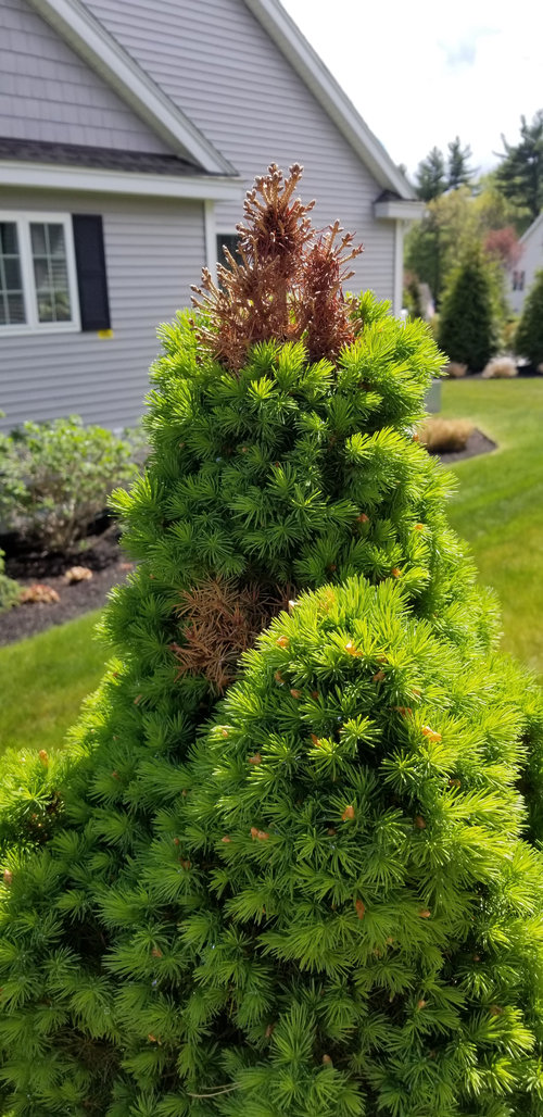Dwarf alberta spruce tips brown bugs?