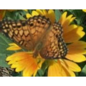 Karen Poff's photo