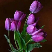 Safaa Ramadan's photo