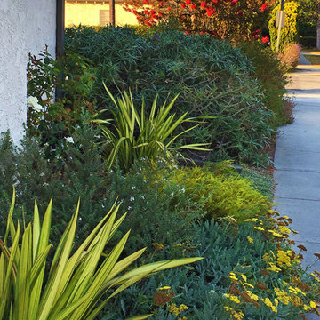 Vivacious Mediterranean Front Yard