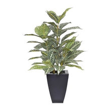 Plants