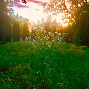 Native Meadow