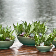 plants
