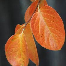 Deciduous plants