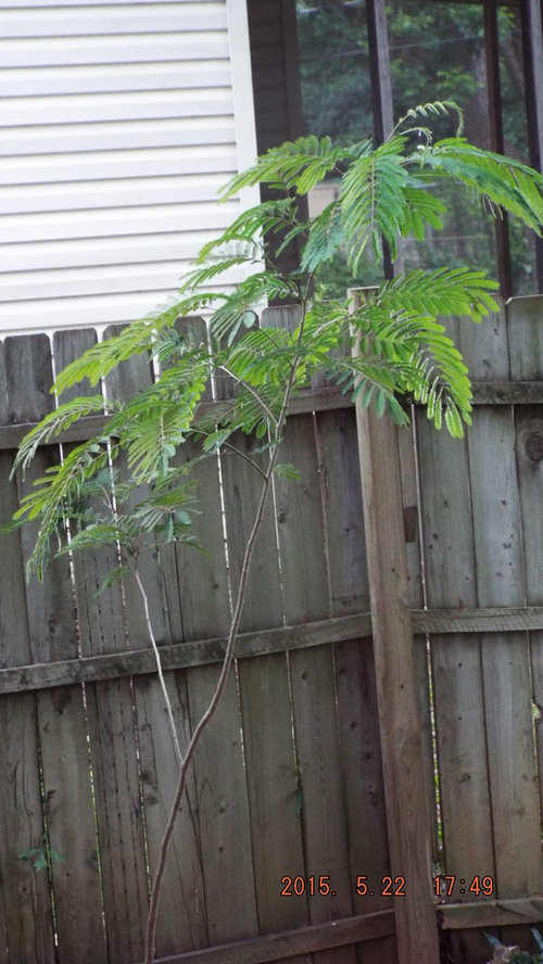 Tree identification help?