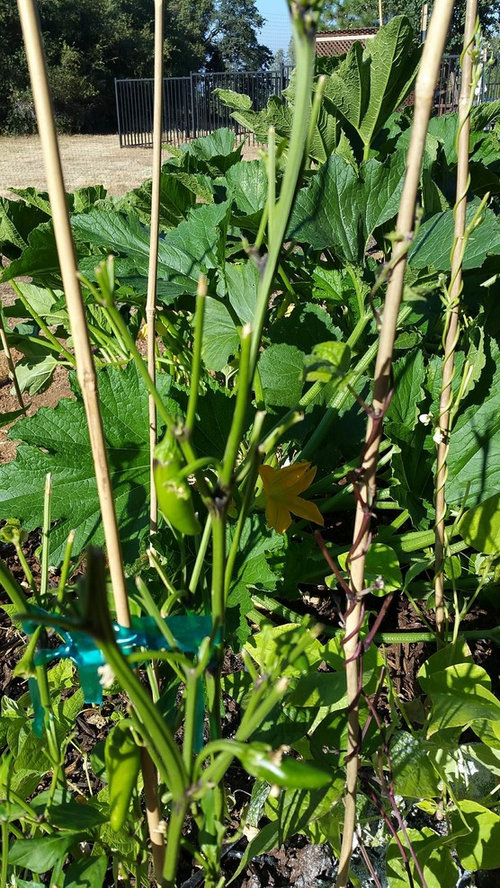 Something eating my Jalapeno Peppers + Plants!
