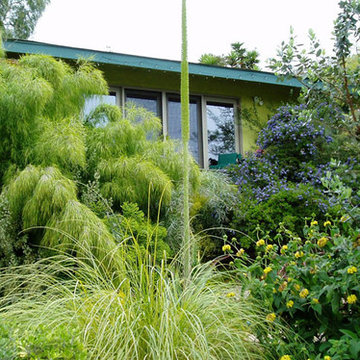 Drought-tolerant Mediterranean