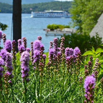 Liatris